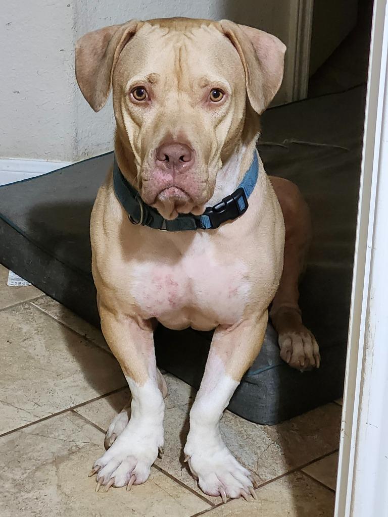 Gunnar 2, Adoptable, Adult Male American Staffordshire Terrier & Pit Bull Terrier.