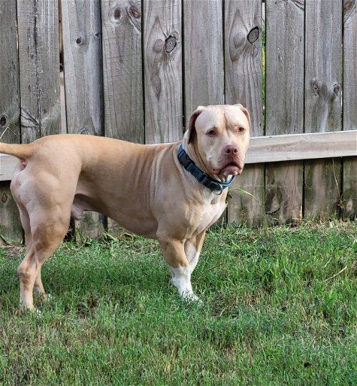 Enlarge Gunnar 2, a Adoptable mixed breed in Spring, TX image 3/5