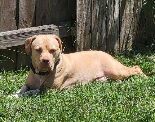 Enlarge Gunnar 2, a Adoptable mixed breed in Spring, TX image 4/5