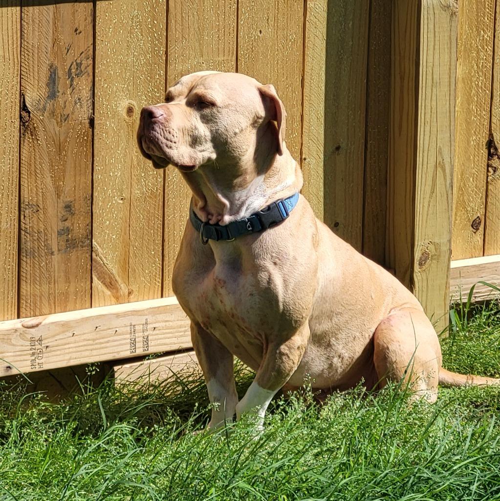 Enlarge Gunnar 2, a Adoptable mixed breed in Spring, TX image 5/5