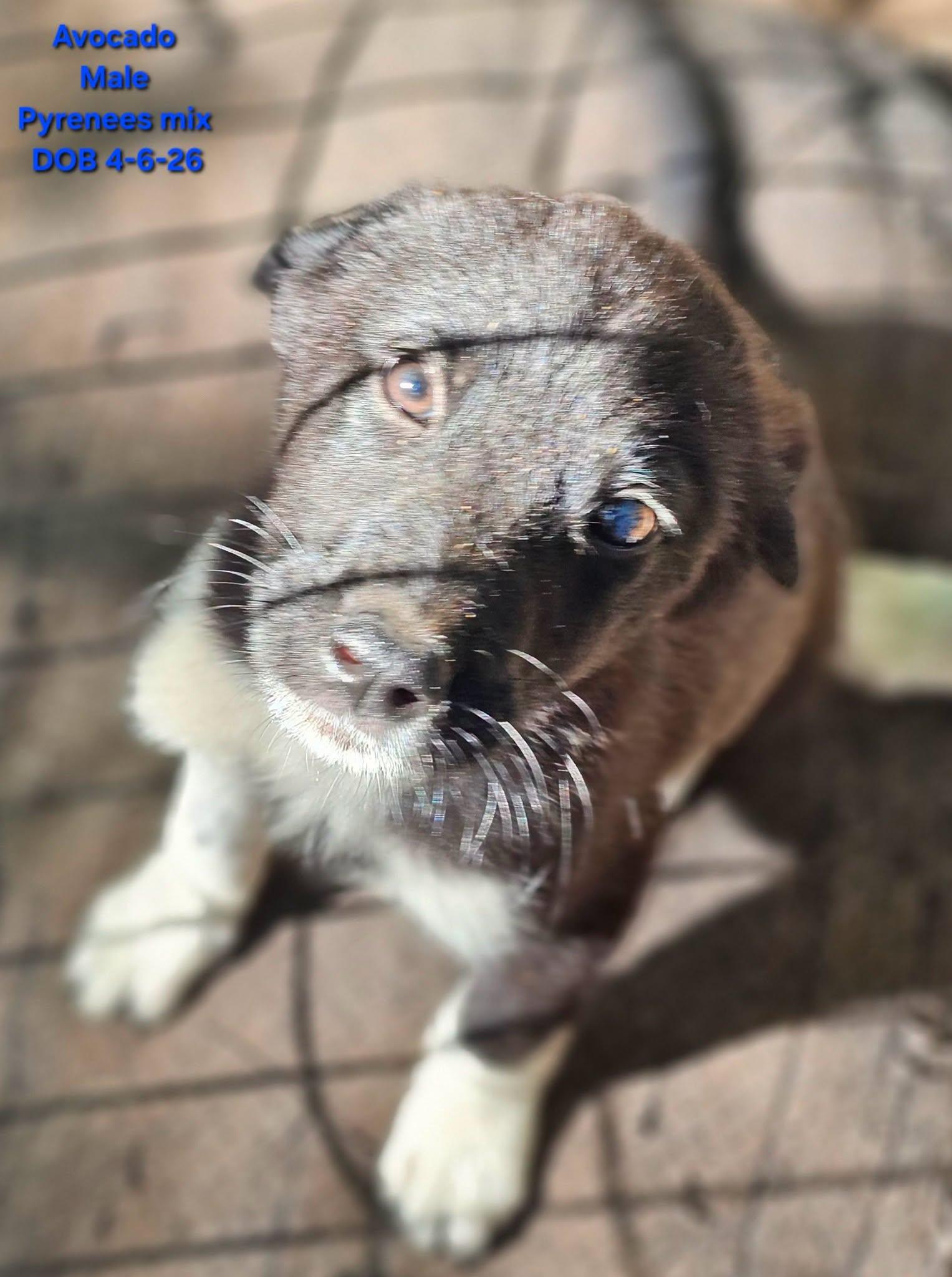 Avocado, adopted, Puppy Male Great Pyrenees.