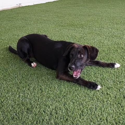 Staci, an adoptable Hound Mix in Shorter, AL_image-1