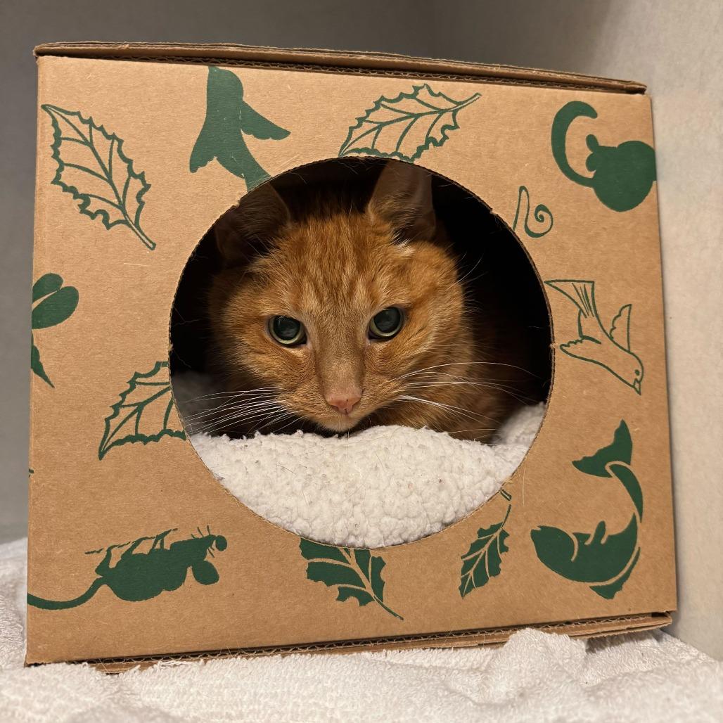 Miss Kitty, Adoptable, Adult Female Domestic Short Hair.