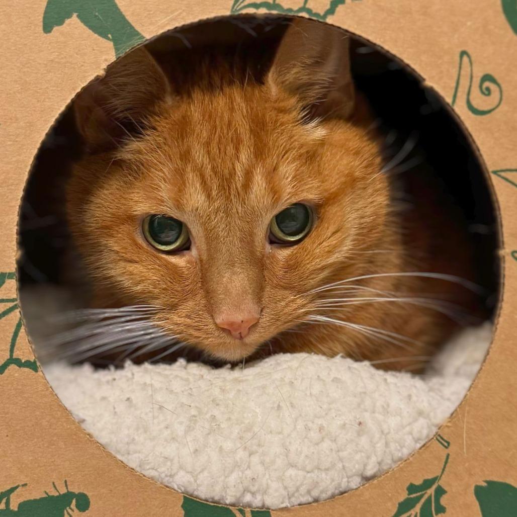 Miss Kitty, a Adoptable Domestic Short Hair in Dayton, OH image 3/6