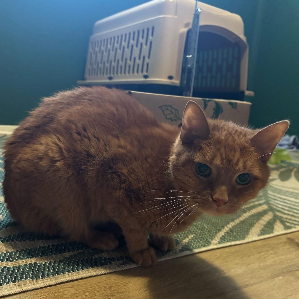 Miss Kitty, a Adoptable Domestic Short Hair in Dayton, OH image 4/6