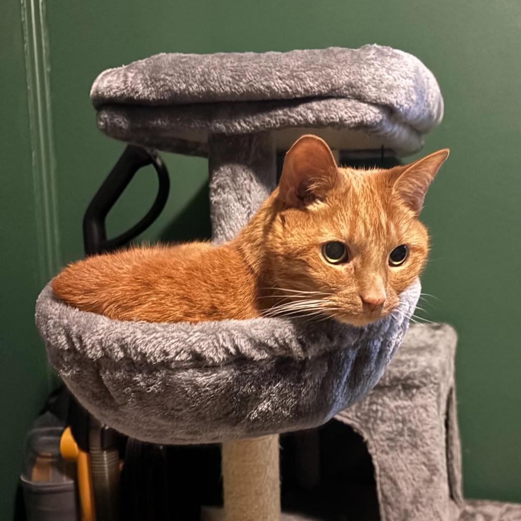 Miss Kitty, a Adoptable Domestic Short Hair in Dayton, OH image 5/6