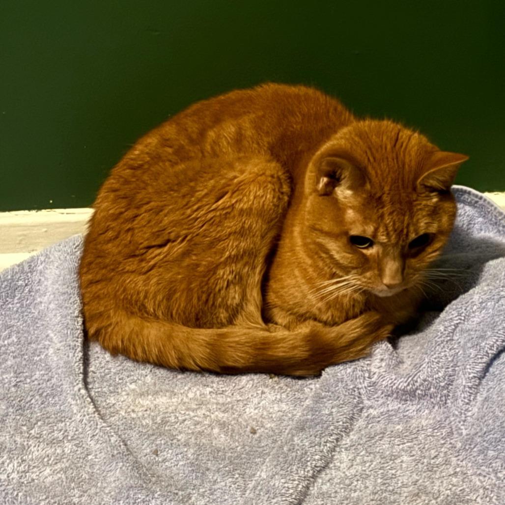 Miss Kitty, a Adoptable Domestic Short Hair in Dayton, OH image 6/6