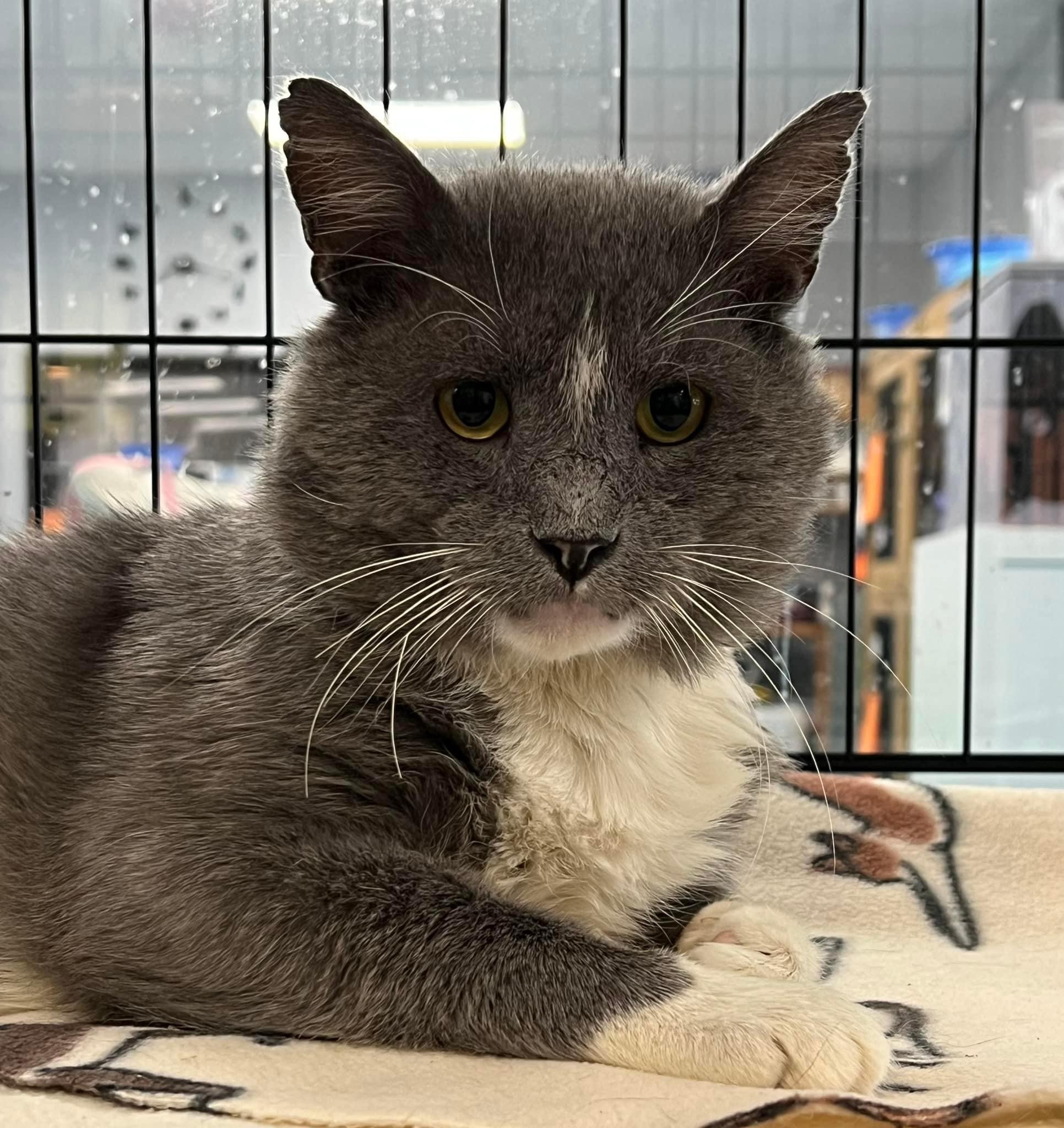 Cat for adoption Arlo, a Domestic Short Hair in Johnston, RI Petfinder