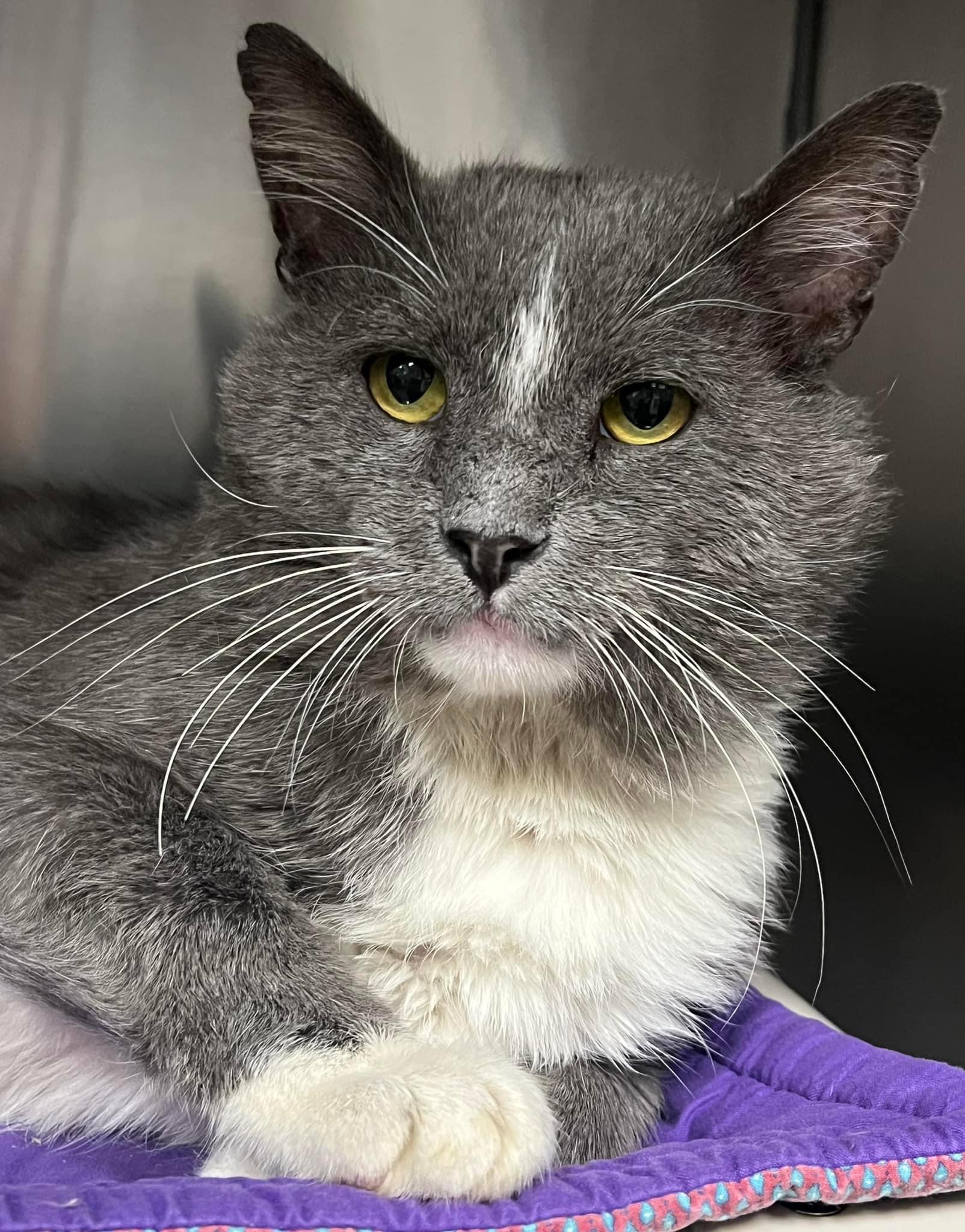 Cat for adoption Arlo, a Domestic Short Hair in Johnston, RI Petfinder