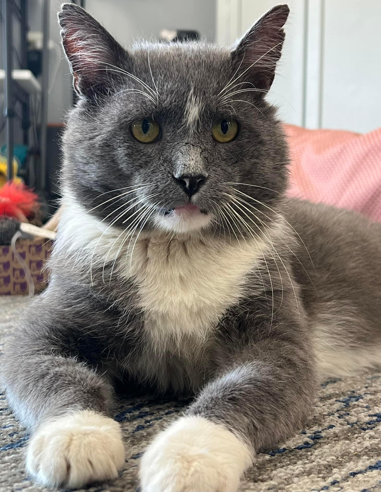 Cat for adoption Arlo, a Domestic Short Hair in Johnston, RI Petfinder