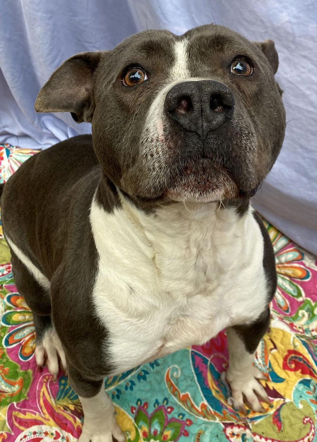 Waylon, Adoptable, Senior Male American Staffordshire Terrier.