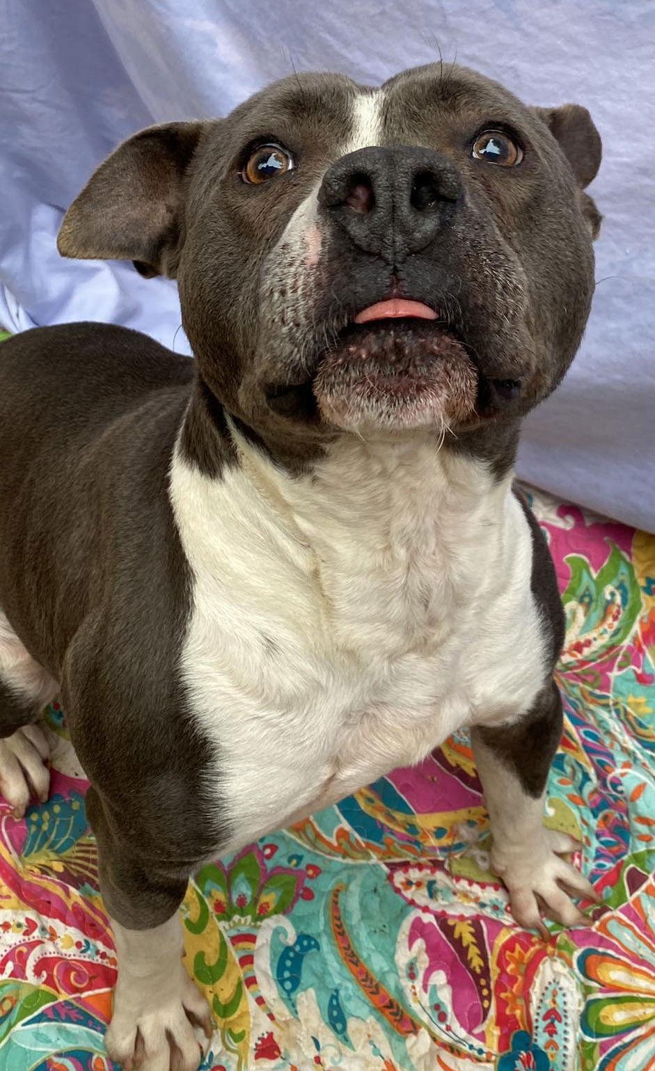 Waylon, a Adoptable American Staffordshire Terrier in Lexington, SC image 2/6