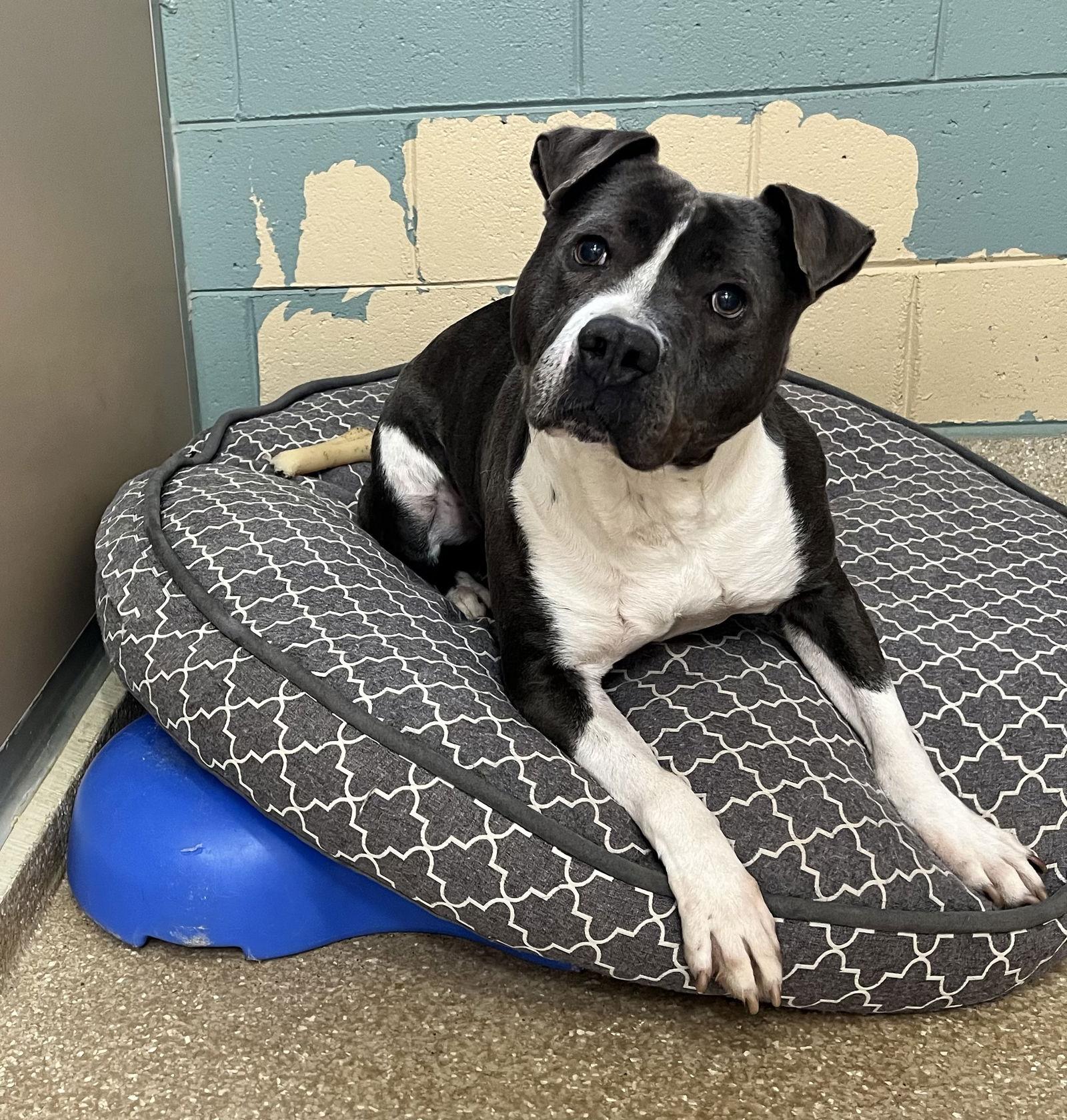 Waylon, a Adoptable American Staffordshire Terrier in Lexington, SC image 3/6