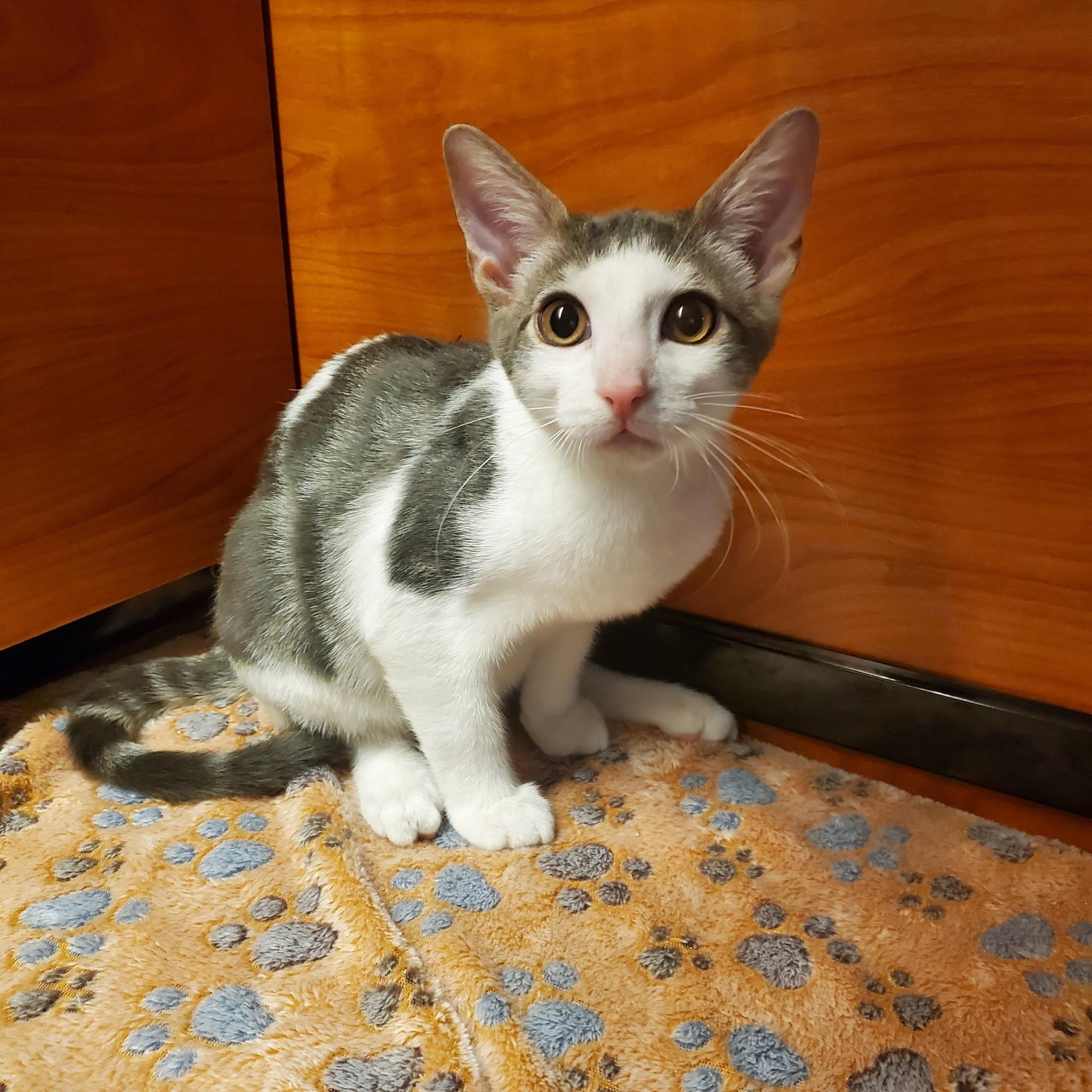 Enlarge Titan, a Adoptable Domestic Short Hair in Bellmore, NY image 2/3