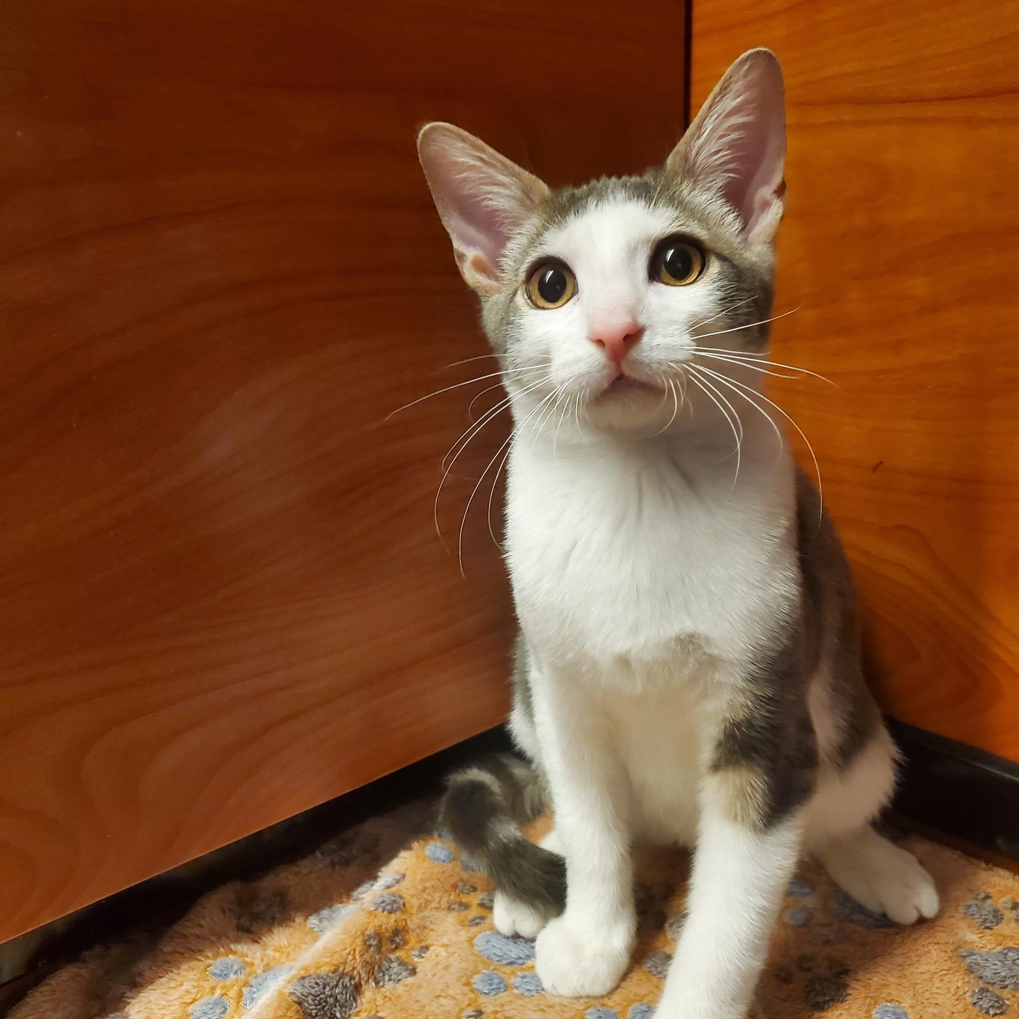 Enlarge Titan, a Adoptable Domestic Short Hair in Bellmore, NY image 3/3