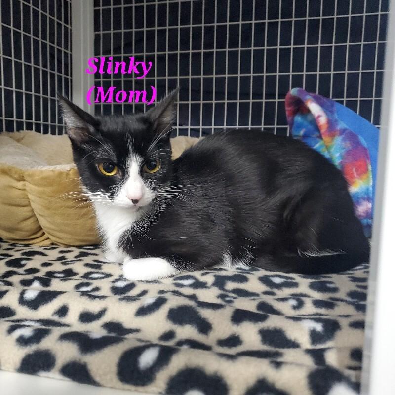 Slinky, Adoptable, Adult Female Domestic Short Hair.