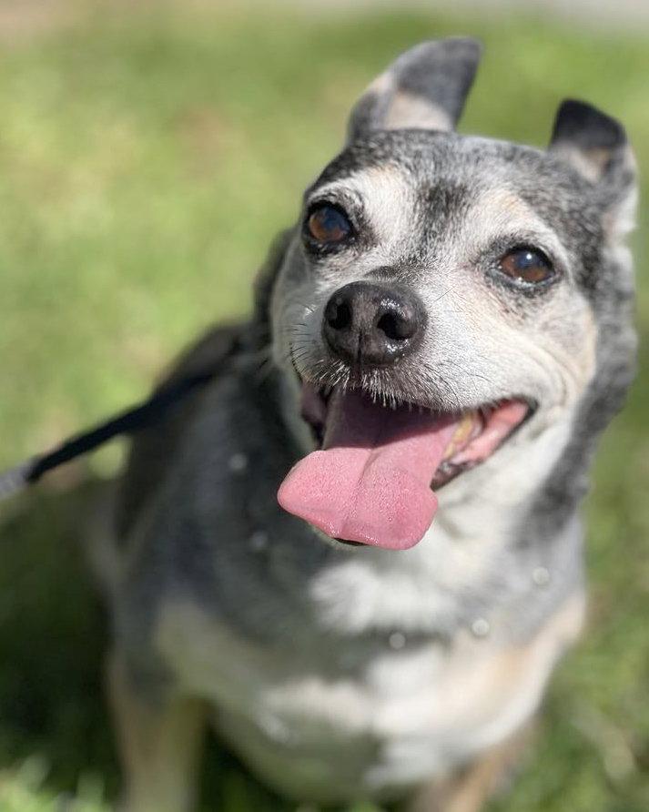 Enlarge Bruce, a Adopted Chihuahua in Corona, CA image 1/3
