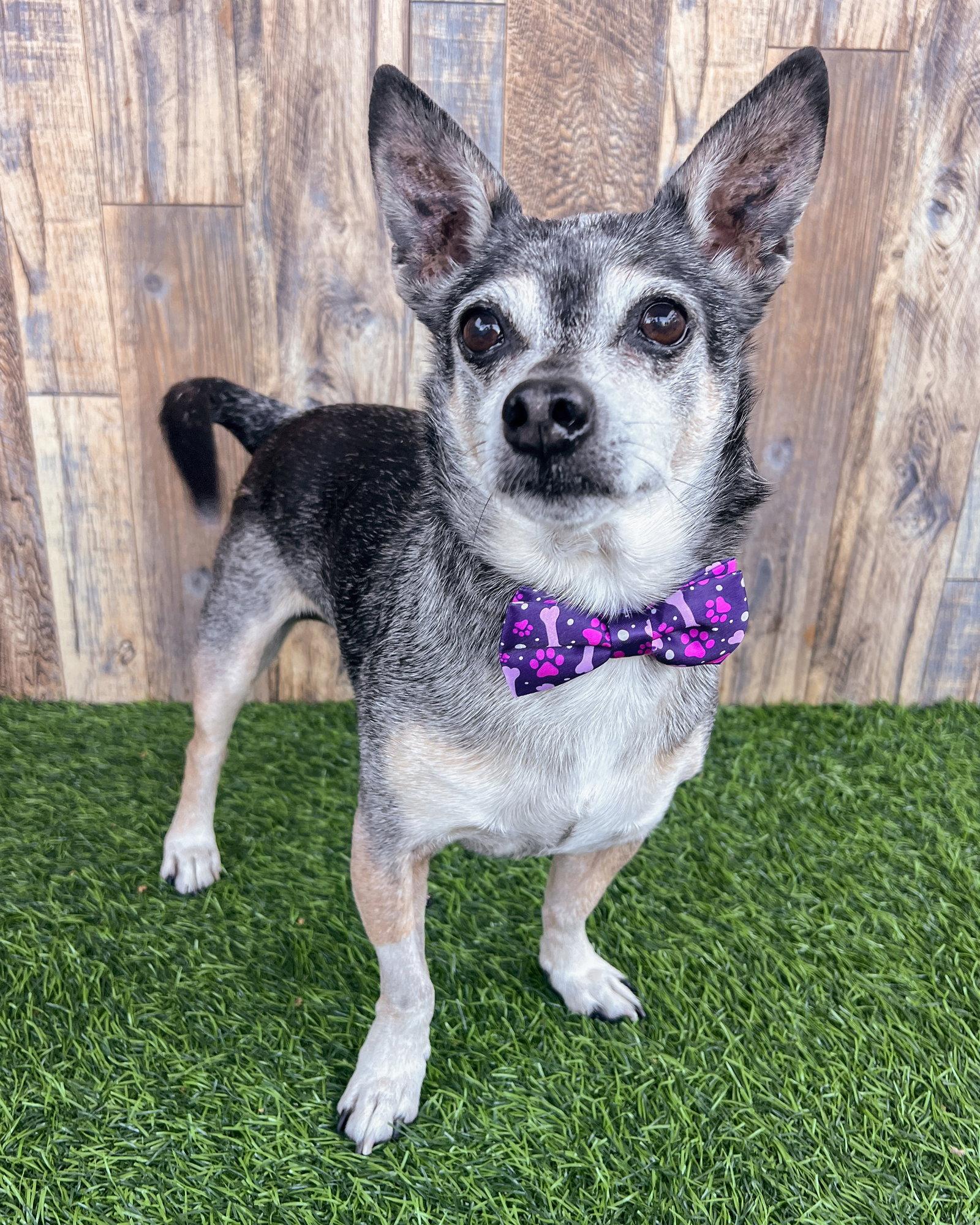 Enlarge Bruce, a Adopted Chihuahua in Corona, CA image 2/3