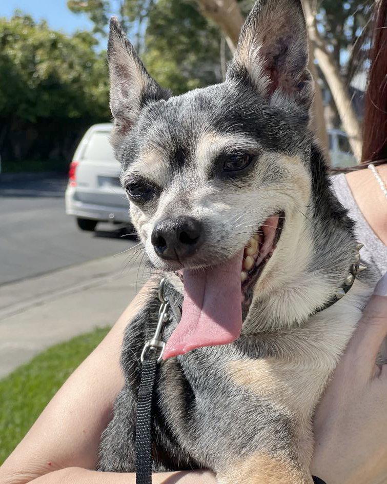 Enlarge Bruce, a Adopted Chihuahua in Corona, CA image 3/3