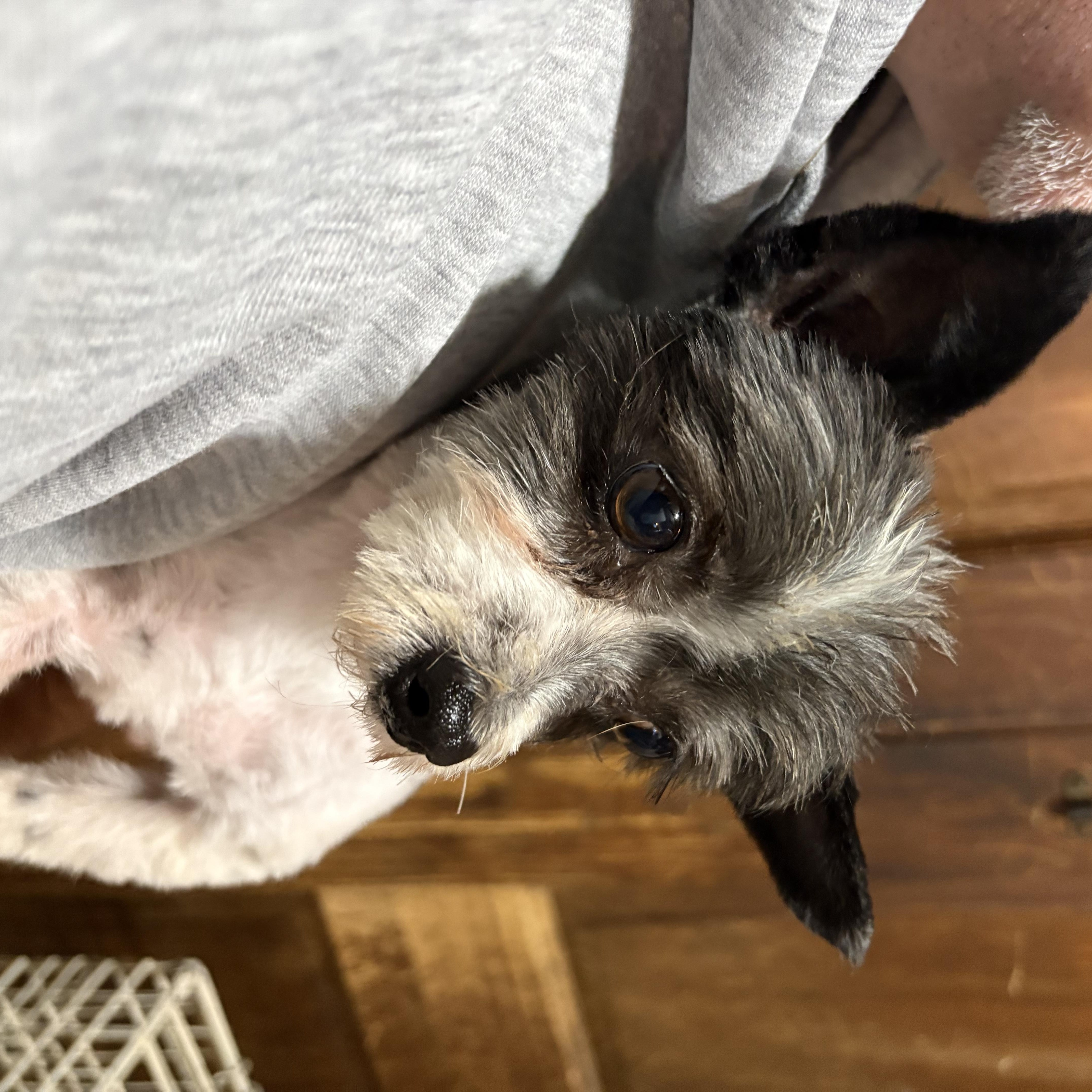 Enlarge Rocket, a ADOPTABLE Yorkshire Terrier in Dallas, TX image 5/6