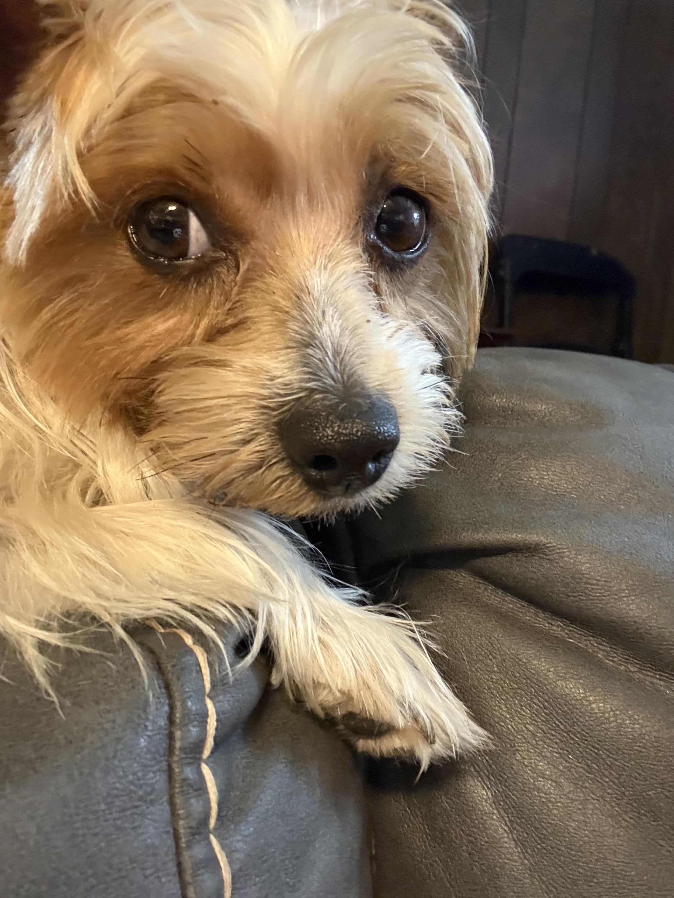 Enlarge Rocket, a ADOPTABLE Yorkshire Terrier in Dallas, TX image 6/6