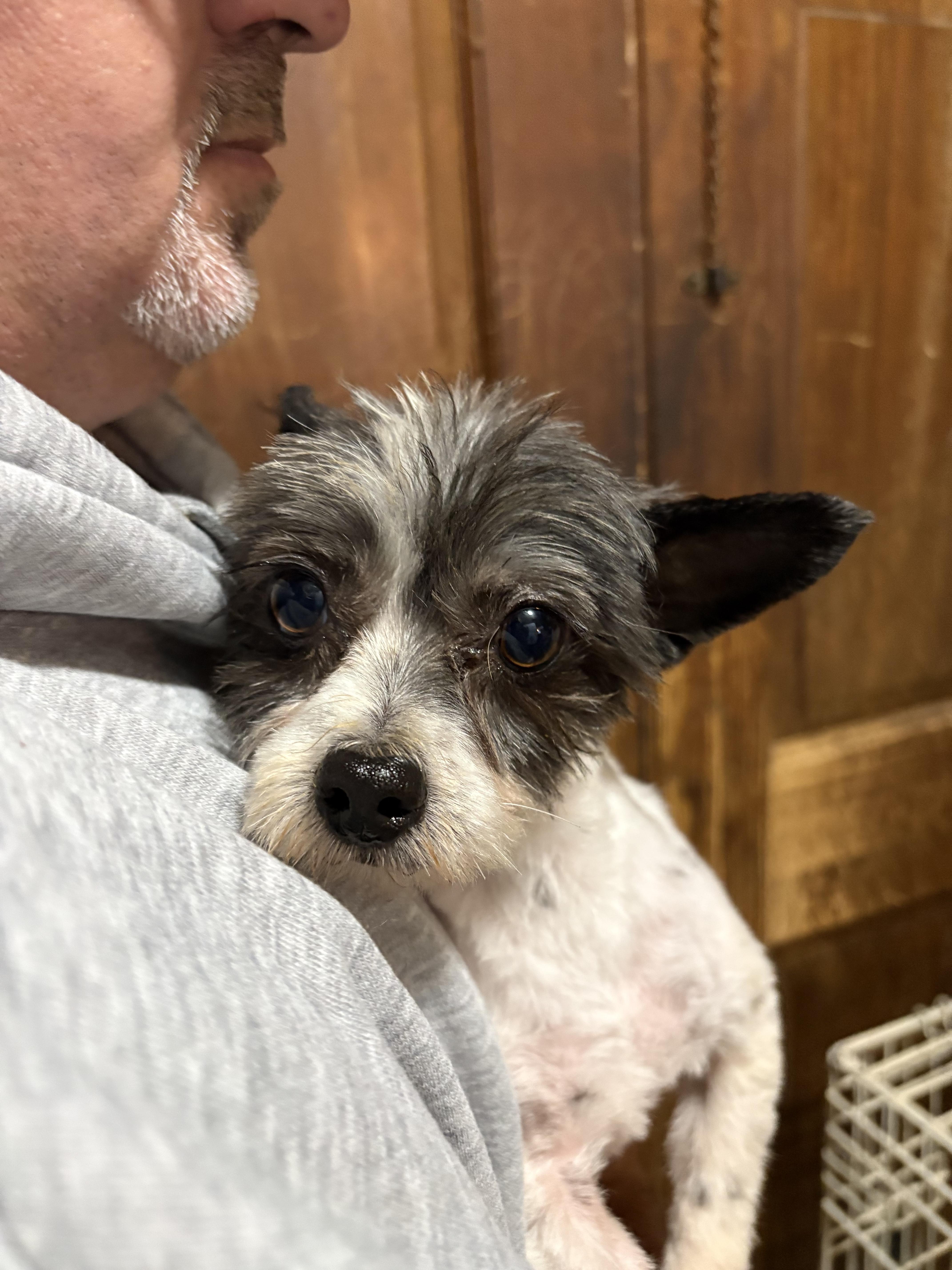 Enlarge Rocket, a ADOPTABLE Yorkshire Terrier in Dallas, TX image 4/6