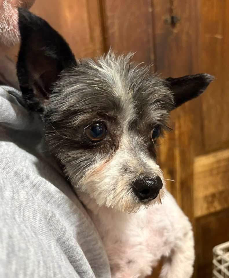 Enlarge Rocket, a ADOPTABLE Yorkshire Terrier in Dallas, TX image 1/6