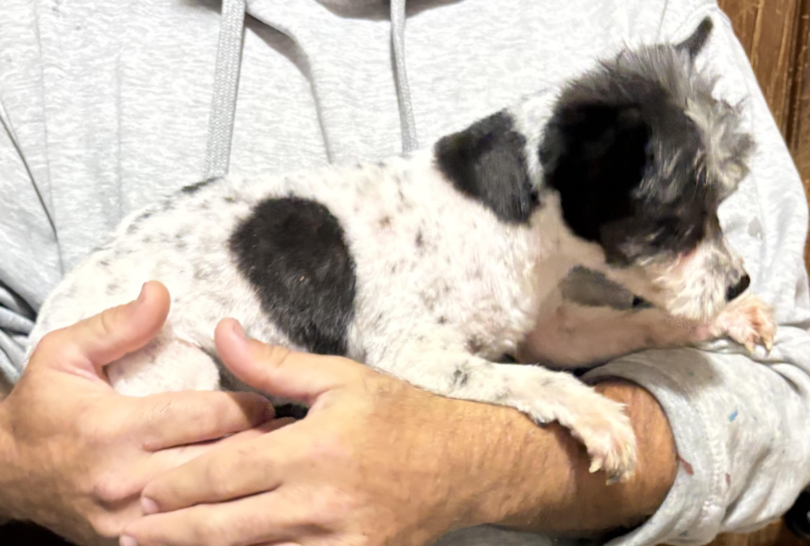 Enlarge Rocket, a ADOPTABLE Yorkshire Terrier in Dallas, TX image 3/6
