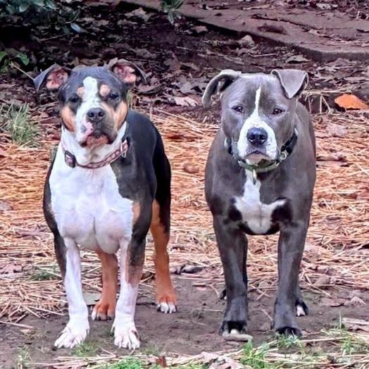 Lamar, Adoptable, Adult Male Terrier.