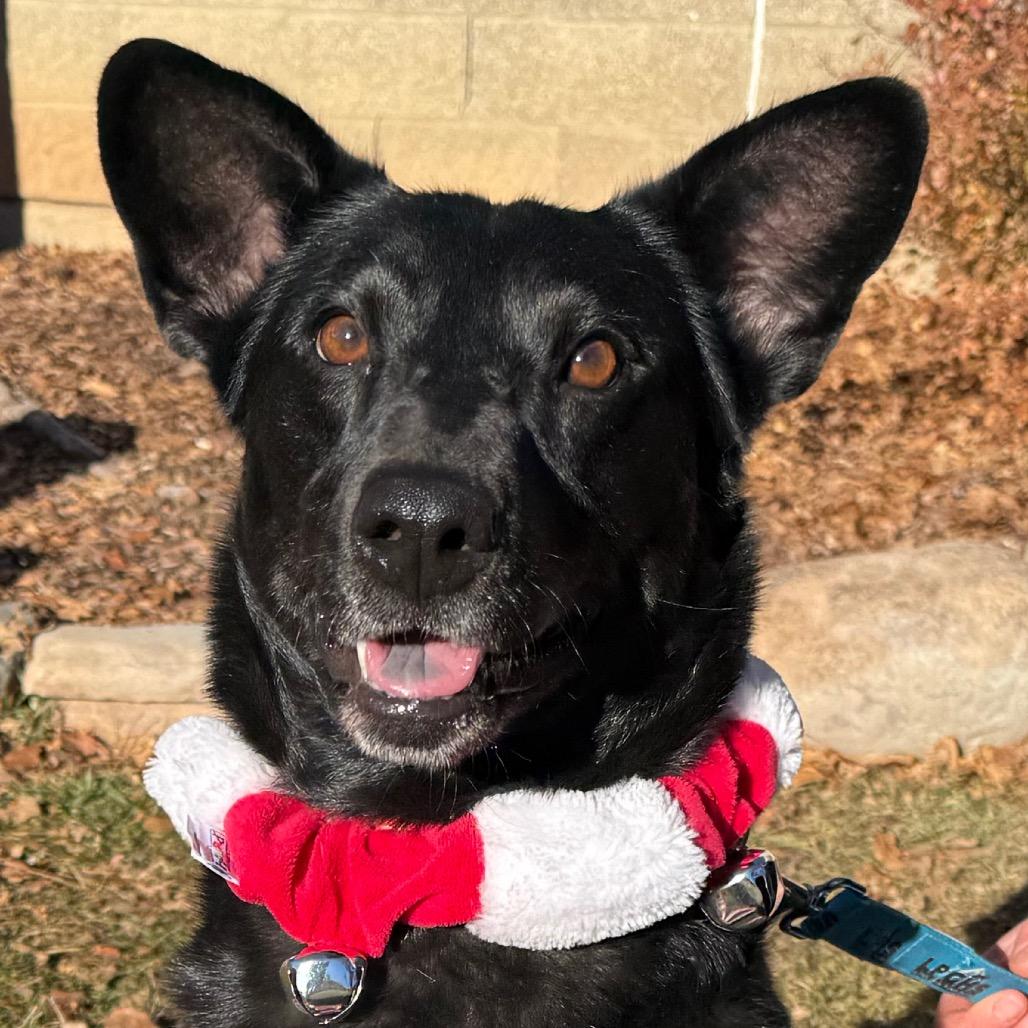 Enlarge Toblerone, a Adoptable Australian Kelpie in Durango, CO image 2/6