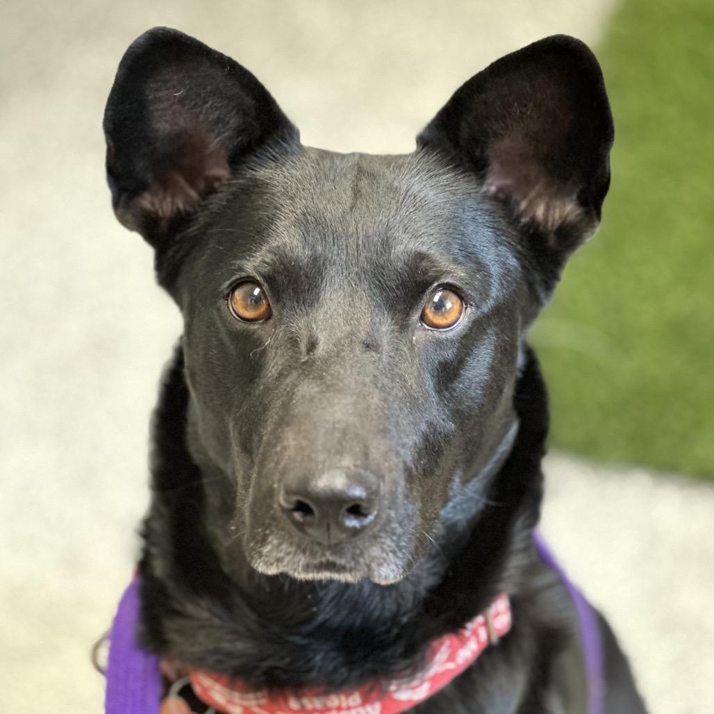 Enlarge Toblerone, a Adoptable Australian Kelpie in Durango, CO image 3/6