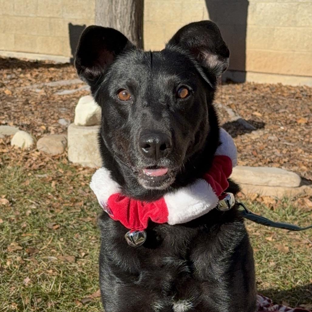 Enlarge Toblerone, a Adoptable Australian Kelpie in Durango, CO image 4/6