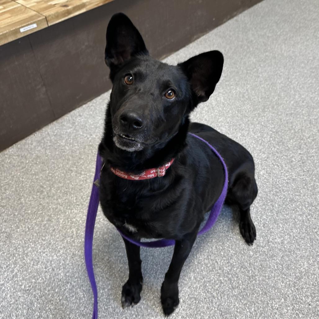 Enlarge Toblerone, a Adoptable Australian Kelpie in Durango, CO image 5/6