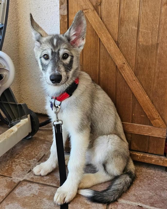 Stella
