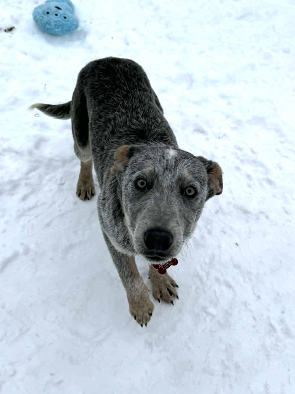 Statler, ADOPTABLE, Young Male Australian Cattle Dog / Blue Heeler.