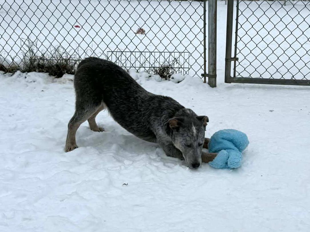 Enlarge Statler, a ADOPTABLE mixed breed in Onalaska, WI image 2/6