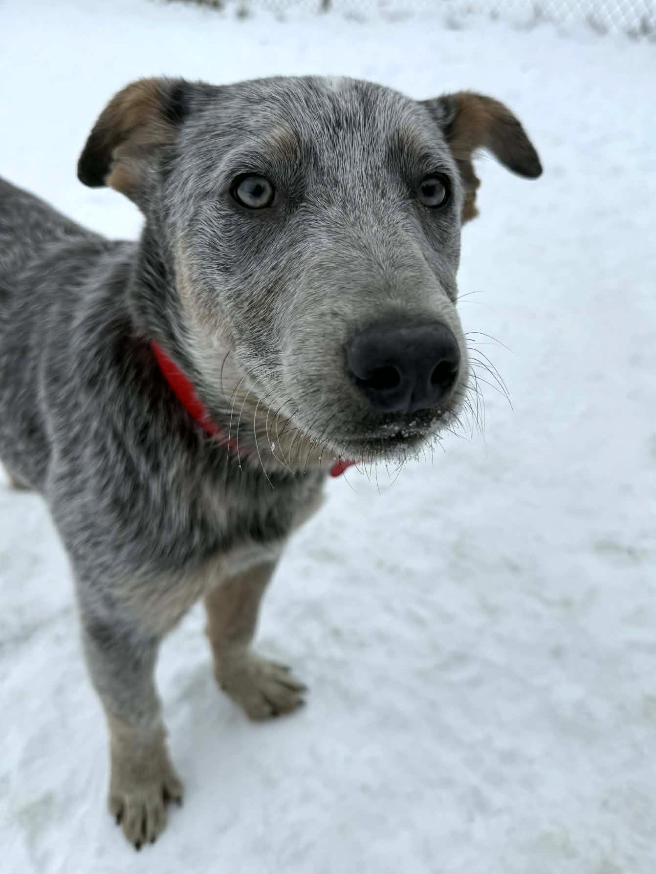 Enlarge Statler, a ADOPTABLE mixed breed in Onalaska, WI image 3/6