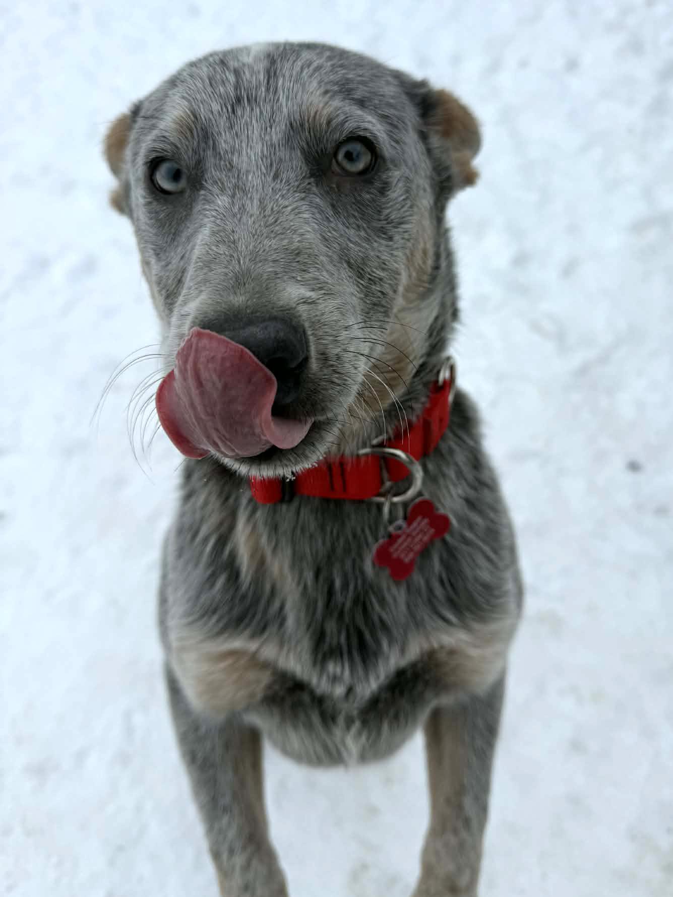 Enlarge Statler, a ADOPTABLE mixed breed in Onalaska, WI image 4/6