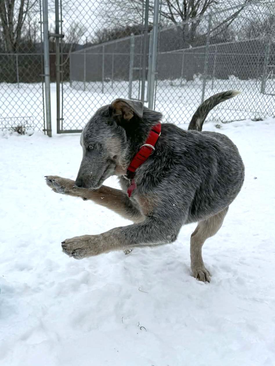Enlarge Statler, a ADOPTABLE mixed breed in Onalaska, WI image 5/6