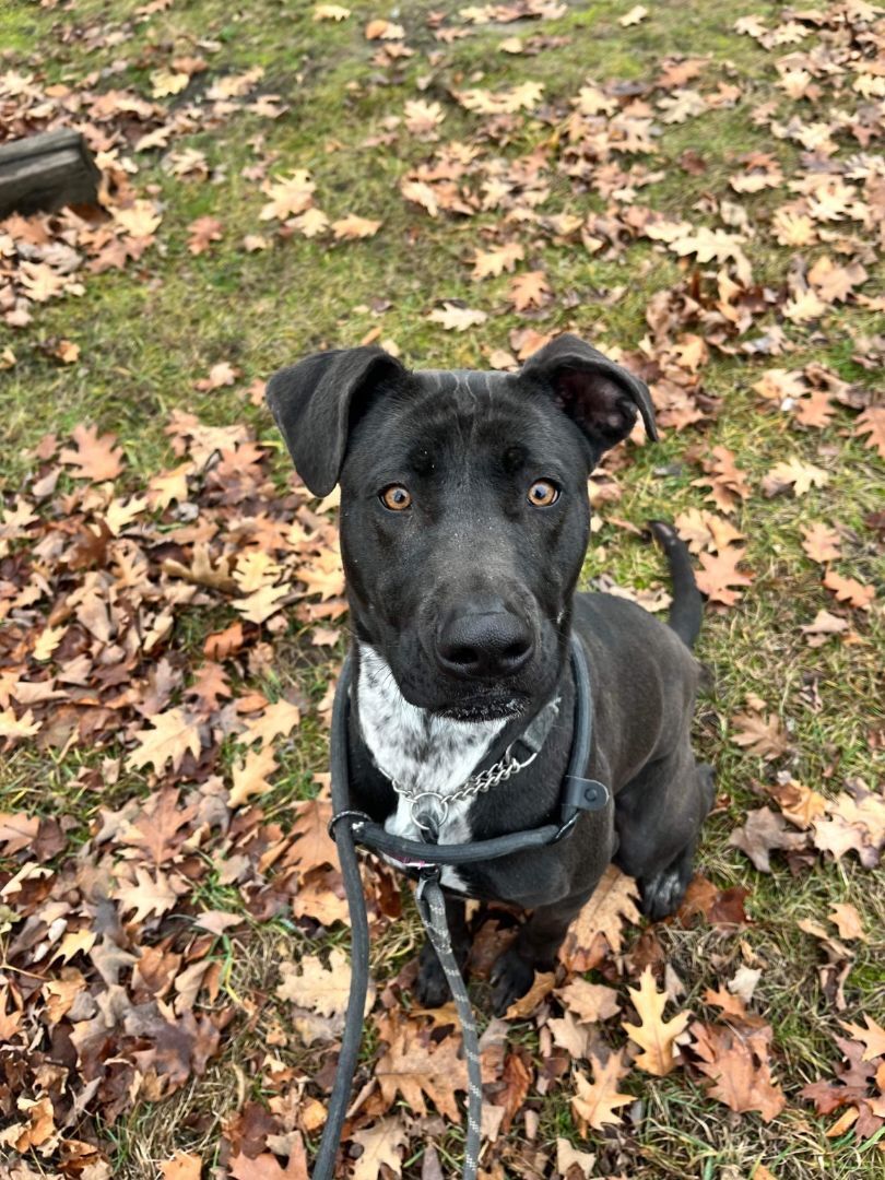 Zeke (20211026-03), a Adoptable mixed breed in Ridgeway, ON image 5/6