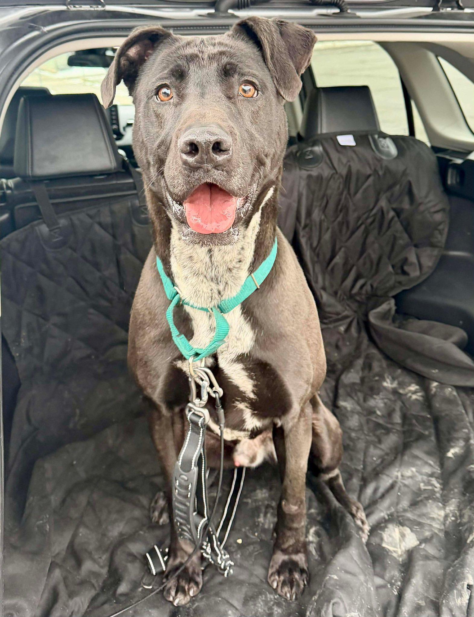 Enlarge Zeke (20211026-03), a Adoptable mixed breed in Ridgeway, ON image 2/6