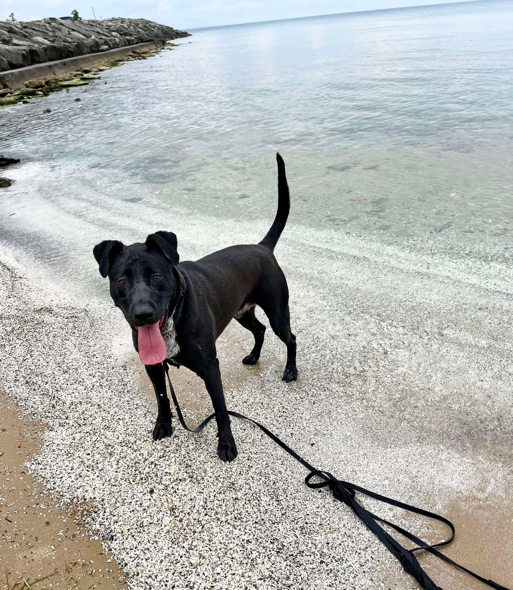 Zeke (20211026-03), a Adoptable mixed breed in Ridgeway, ON image 6/6