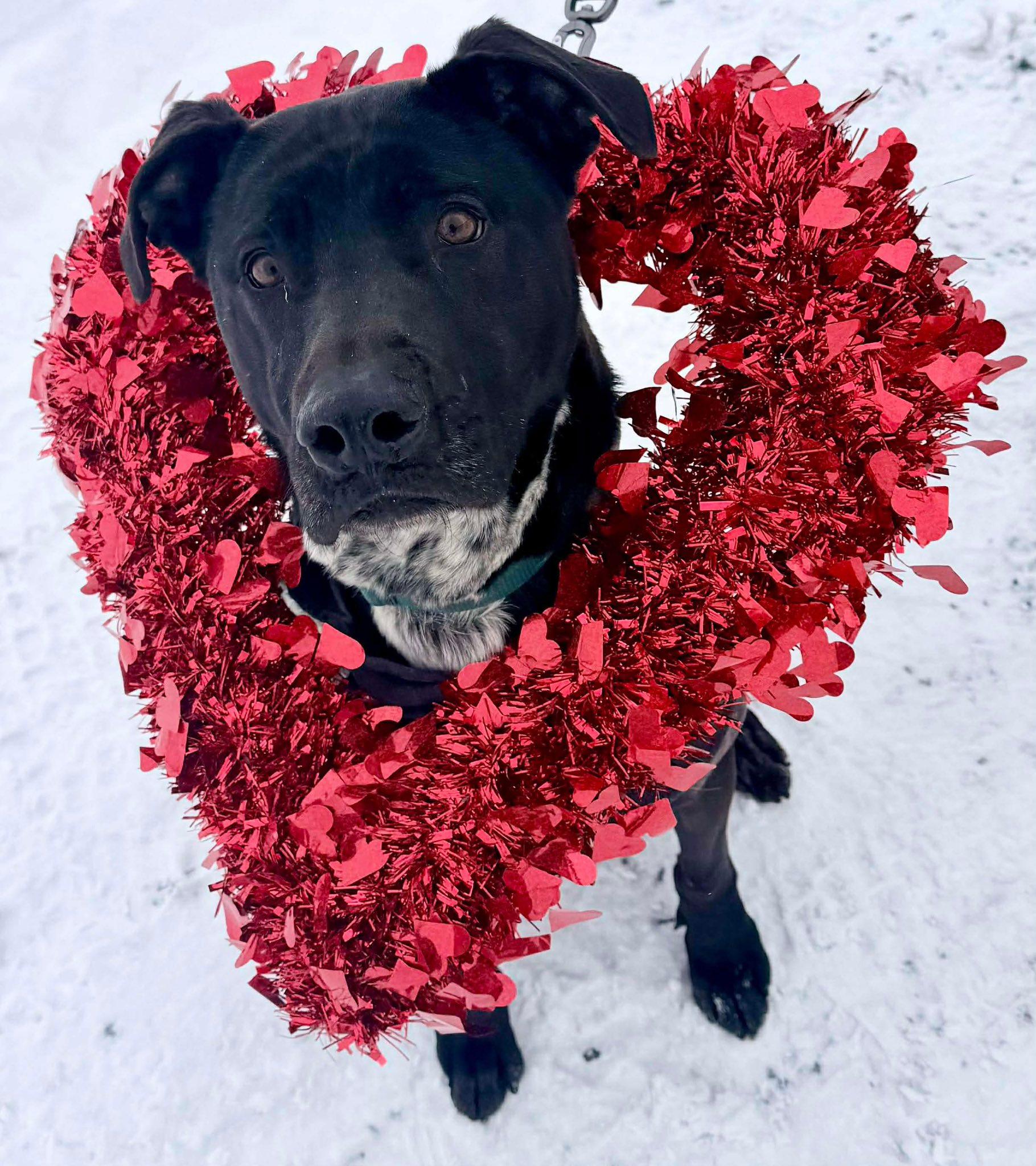 Enlarge Zeke (20211026-03), a Adoptable mixed breed in Ridgeway, ON image 1/6