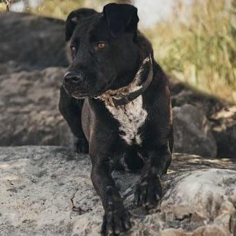 Zeke (20211026-03), a Adoptable mixed breed in Ridgeway, ON image 2/6