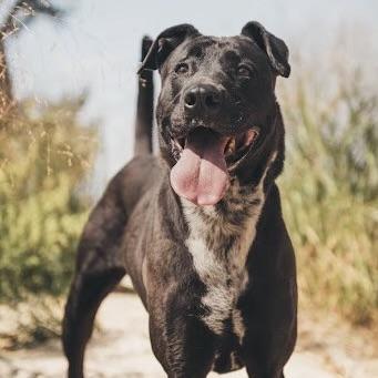 Zeke (20211026-03), a Adoptable mixed breed in Ridgeway, ON image 1/6