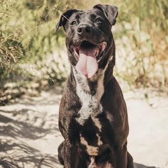 Zeke (20211026-03), a Adoptable mixed breed in Ridgeway, ON image 3/6