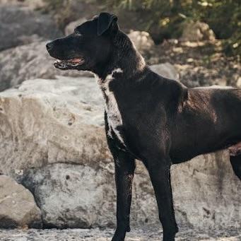 Zeke (20211026-03), a Adoptable mixed breed in Ridgeway, ON image 4/6