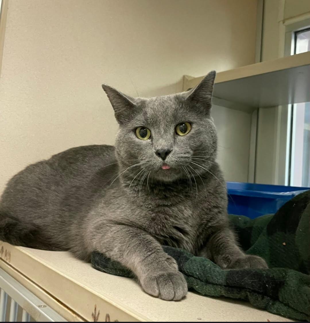 Smokey, adopted, Adult Male Domestic Short Hair.
