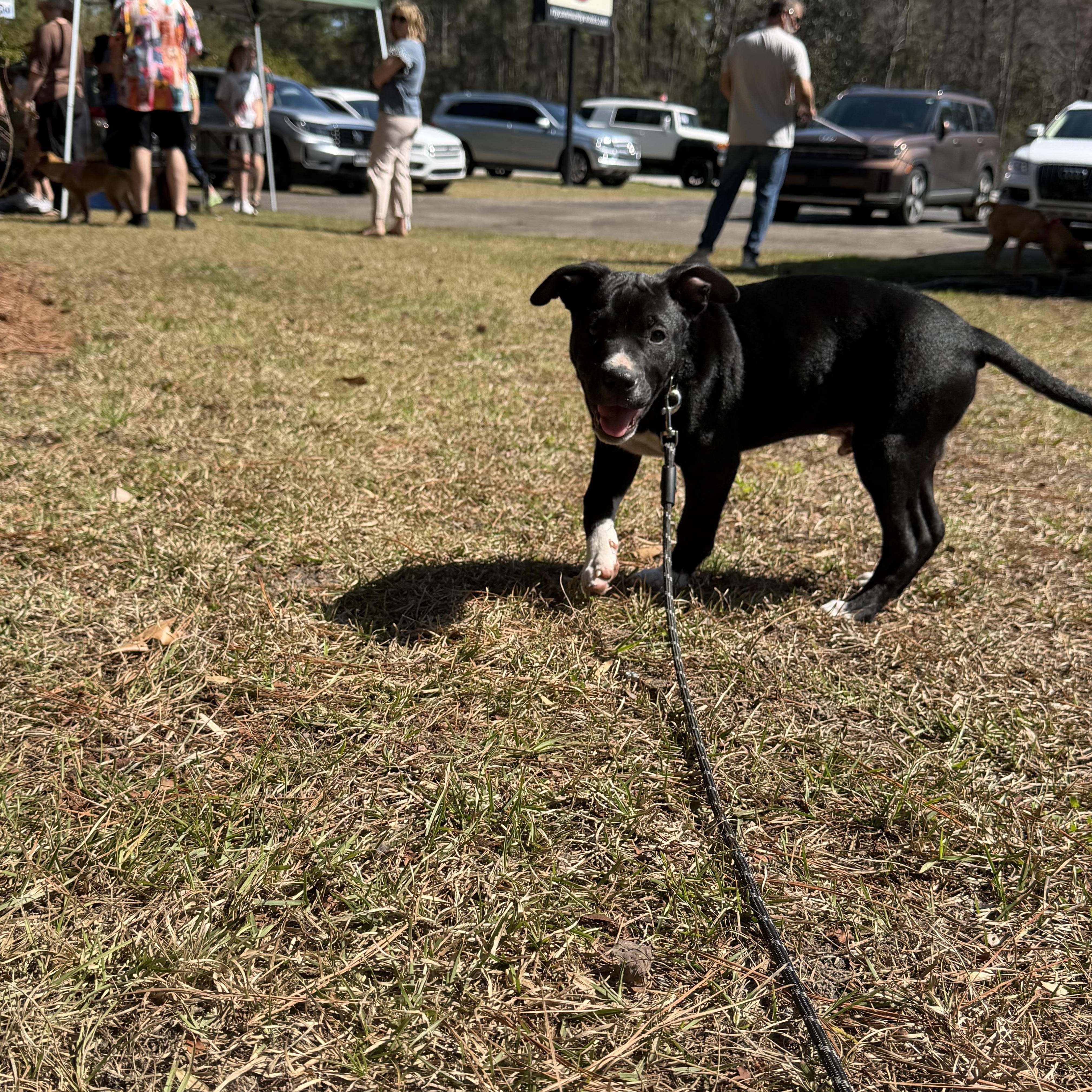 Enlarge George, a ADOPTABLE mixed breed in Calabash, NC image 4/4