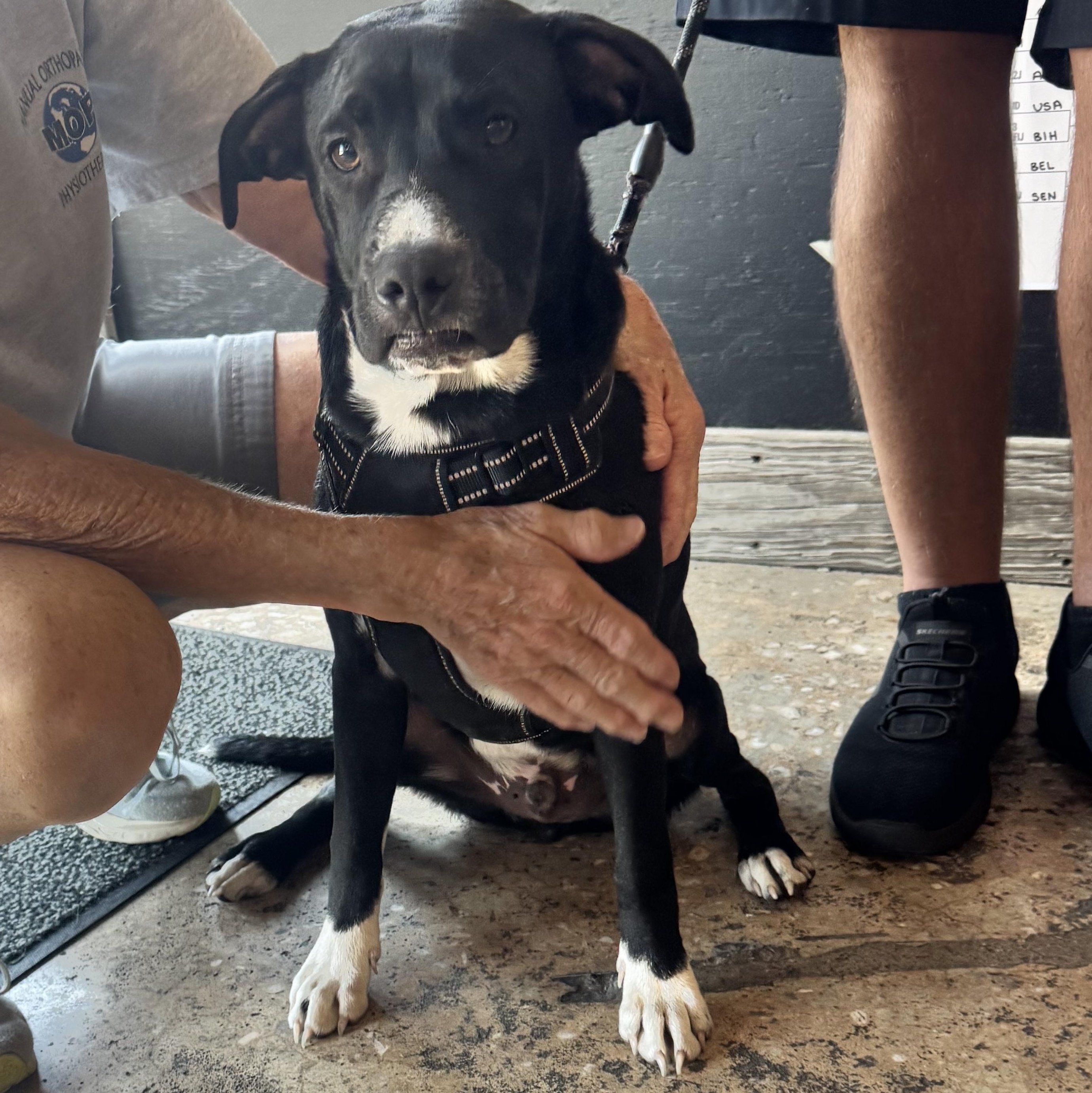Enlarge George, a ADOPTABLE mixed breed in Calabash, NC image 2/6